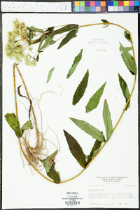 Eupatorium album image