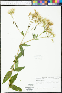 Eupatorium album image