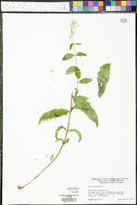 Eupatorium album image