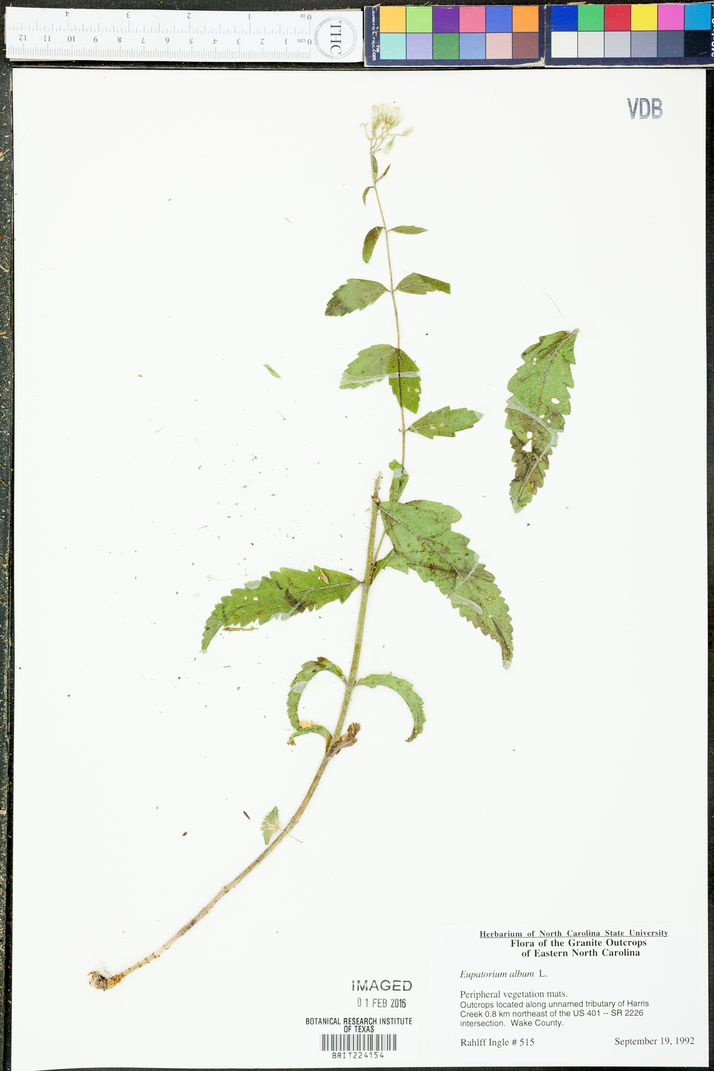 Eupatorium album image