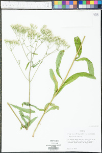 Eupatorium album image