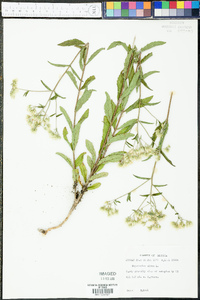 Eupatorium album image