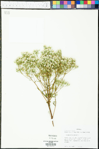 Eupatorium album image