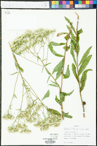 Eupatorium album image