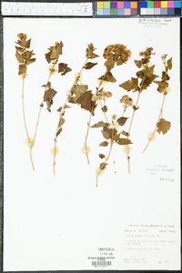 Eupatorium ageratifolium image