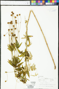 Coreopsis tripteris image