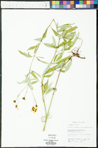 Coreopsis tripteris image