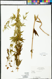 Coreopsis tripteris image