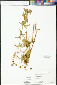 Coreopsis tripteris image