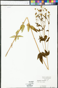 Coreopsis tripteris image