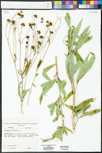 Coreopsis tripteris image