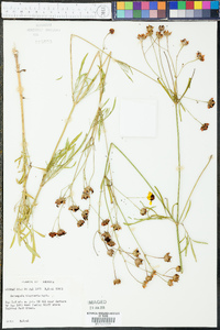 Coreopsis tinctoria image