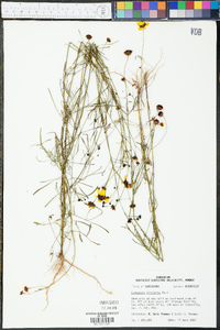 Coreopsis tinctoria image