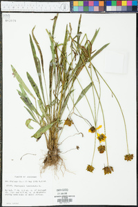 Coreopsis lanceolata image