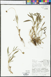 Coreopsis lanceolata image