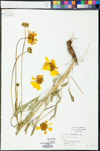 Coreopsis lanceolata image