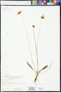 Coreopsis lanceolata image