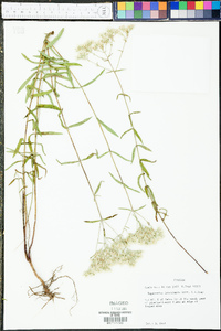 Eupatorium leucolepis image