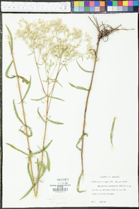 Eupatorium leucolepis image