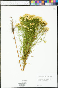 Solidago microcephala image