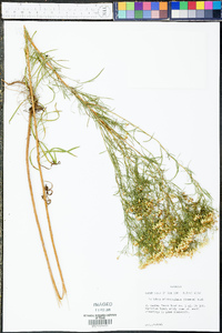 Solidago microcephala image