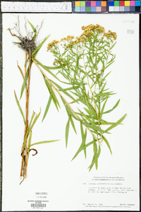 Solidago graminifolia image