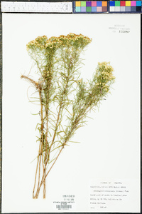 Solidago microcephala image