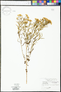 Solidago microcephala image