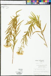 Euthamia leptocephala image