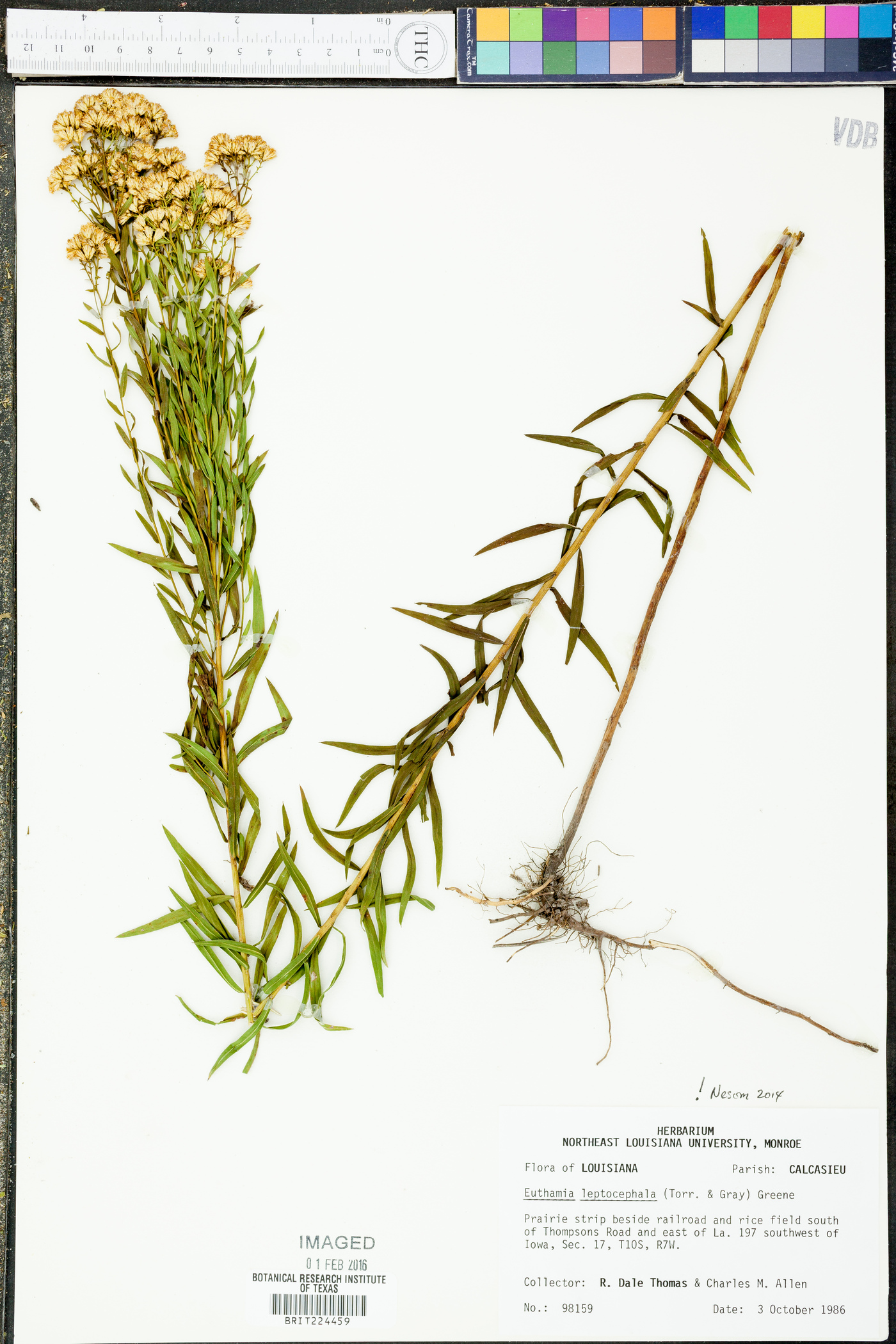 Euthamia leptocephala image