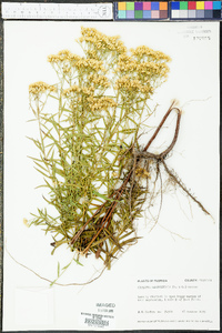 Euthamia leptocephala image