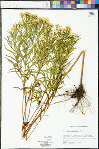 Solidago tenuifolia image