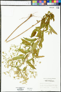 Eupatorium semiserratum image