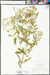 Eupatorium semiserratum image