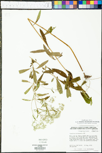 Eupatorium semiserratum image