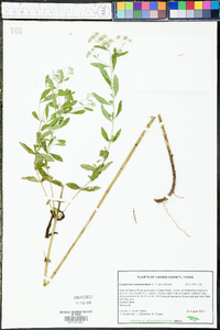 Eupatorium semiserratum image