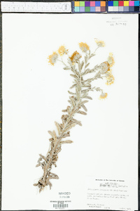 Chrysopsis gossypina image