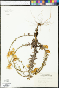 Chrysopsis gossypina subsp. gossypina image