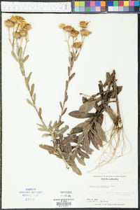 Chrysopsis gossypina subsp. gossypina image