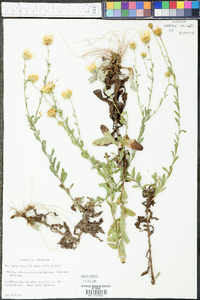 Chrysopsis gossypina subsp. gossypina image