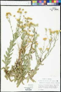 Chrysopsis gossypina subsp. gossypina image