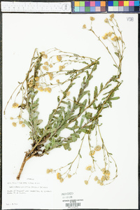 Chrysopsis gossypina subsp. gossypina image