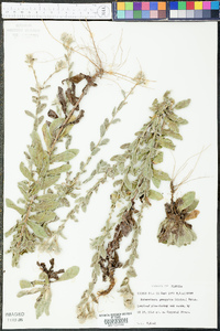 Chrysopsis gossypina subsp. gossypina image