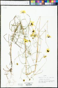 Helianthus angustifolius image