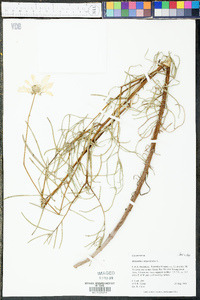 Helianthus angustifolius image