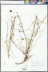 Helianthus angustifolius image