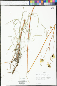 Helianthus angustifolius image