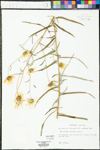 Helianthus angustifolius image