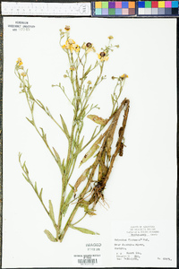 Helenium flexuosum image