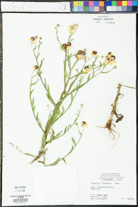 Helenium flexuosum image